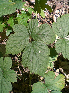 Rubus camptostachys