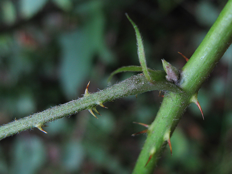 Rubus camptostachys