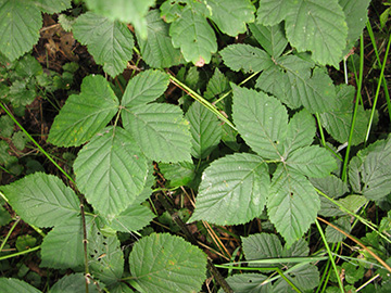 Rubus camptostachys