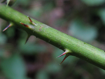 Rubus camptostachys