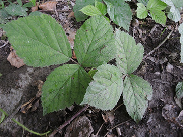 Rubus camptostachys