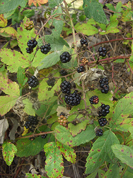 Rubus canescens