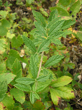 Rubus canescens