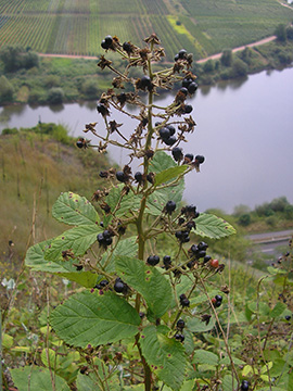 Rubus canescens