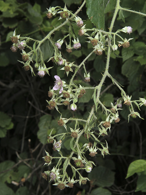 Rubus cinerascens