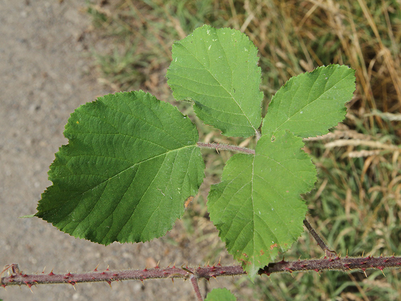 Rubus cinerascens