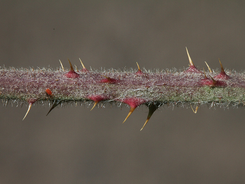 Rubus cinerascens