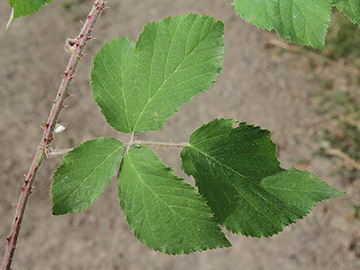 Rubus cinerascens