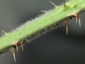 Rubus cinerascens