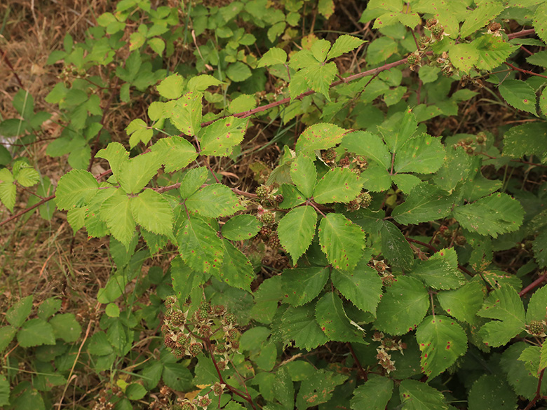 Rubus conspicuus