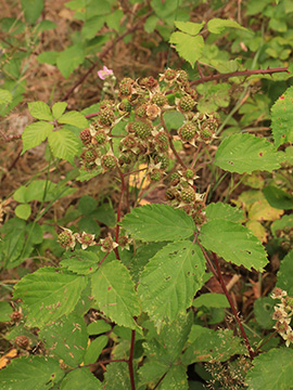 Rubus conspicuus