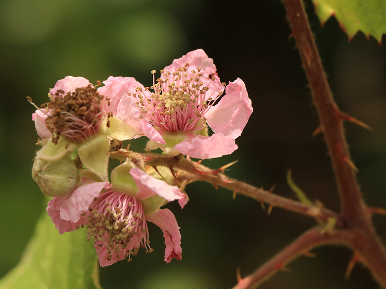 Rubus conspicuus