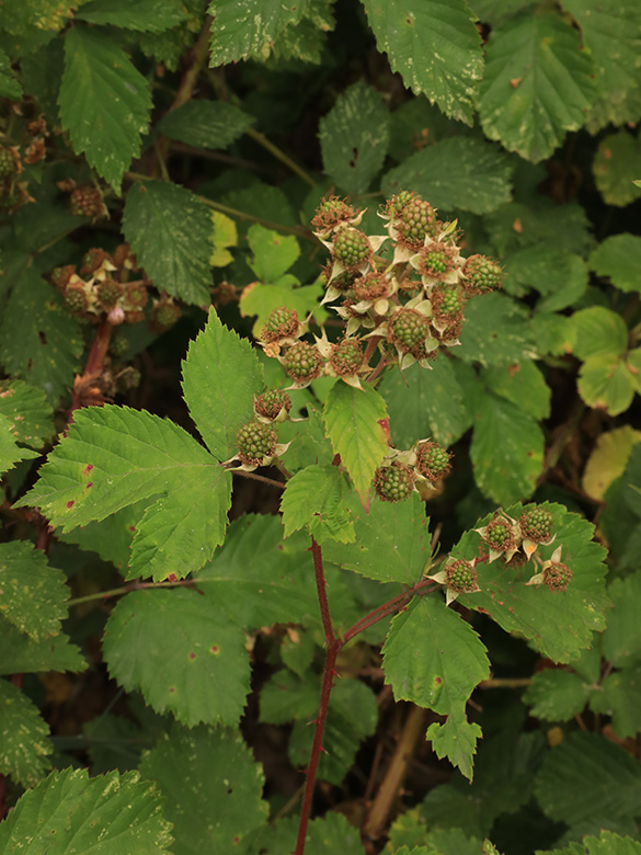 Rubus conspicuus
