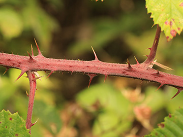 Rubus conspicuus