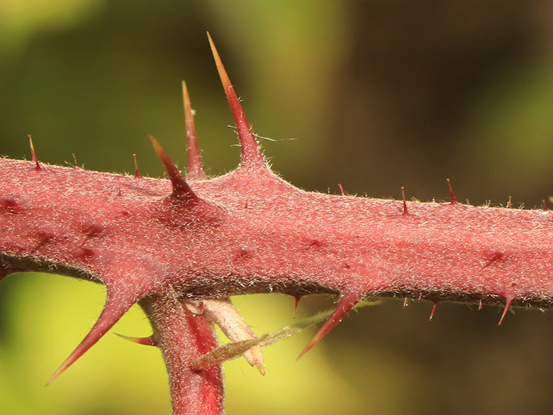Rubus conspicuus