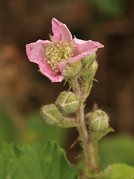 Rubus conspicuus