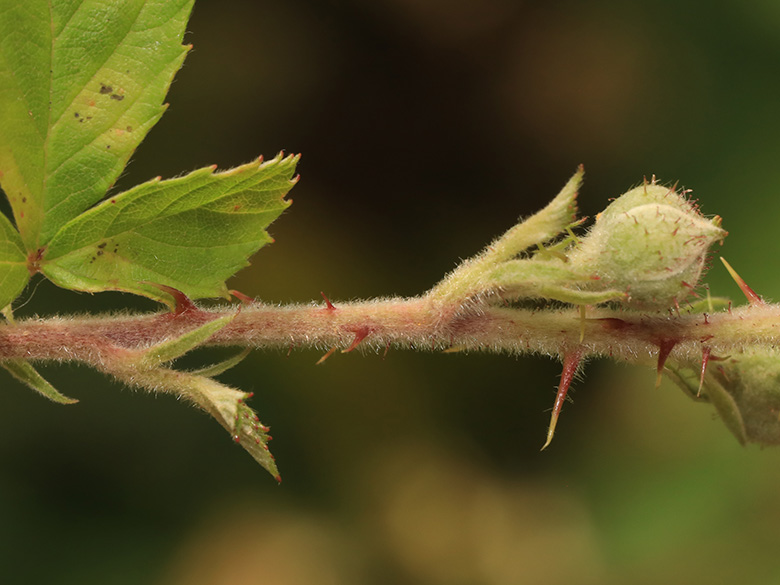 Rubus conspicuus