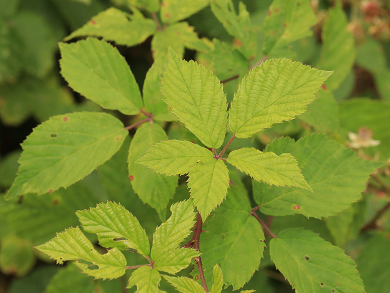 Rubus conspicuus