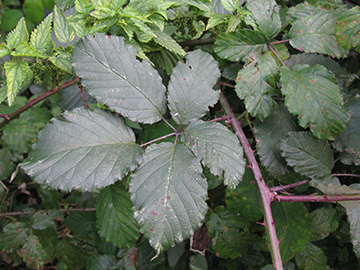 Rubus elegantispinosus