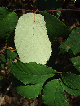 Rubus elegantispinosus