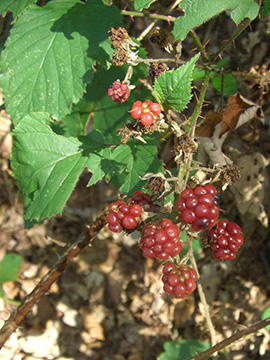 Rubus elegantispinosus