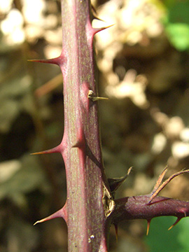 Rubus elegantispinosus
