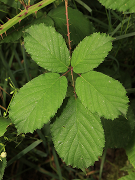 Rubus elegantispinosus