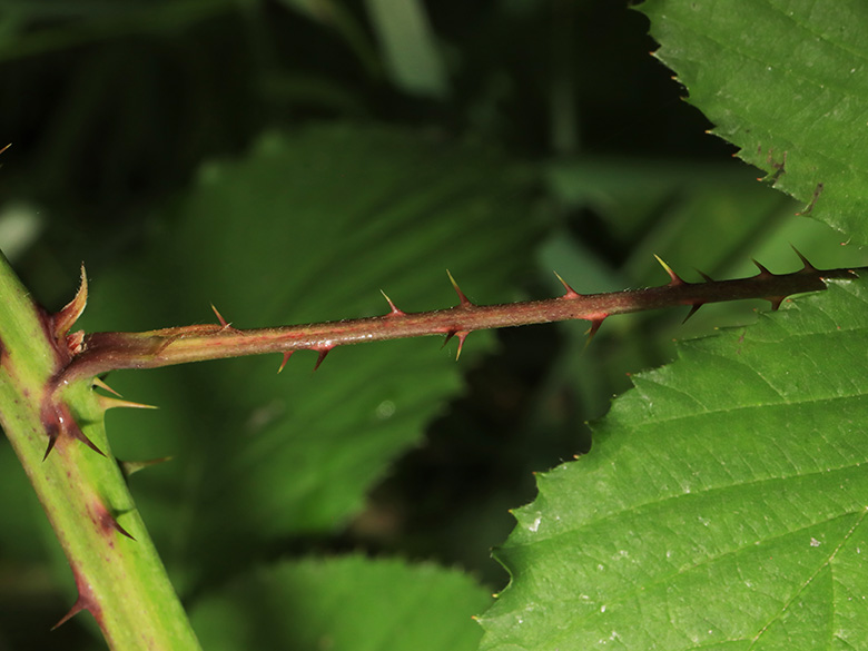 Rubus elegantispinosus