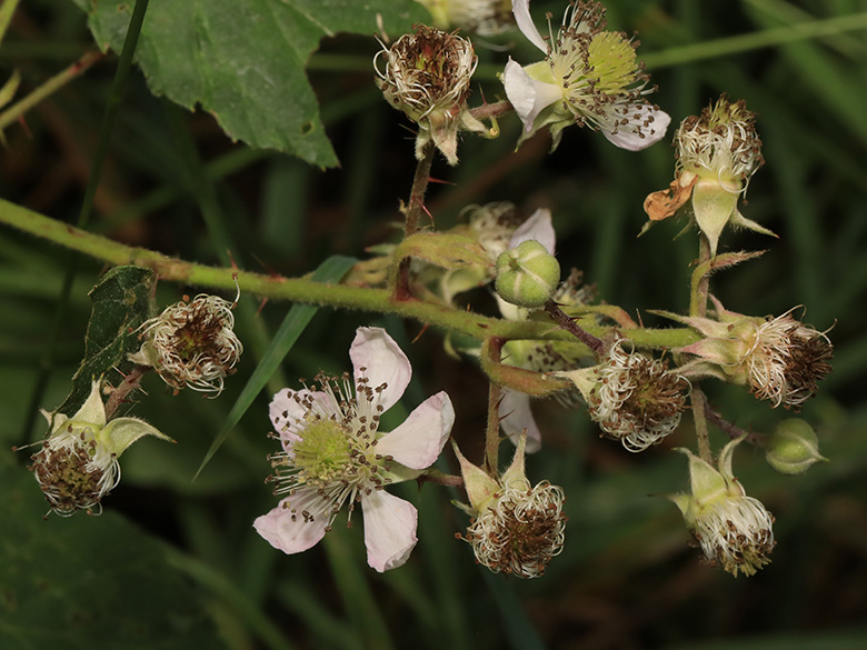 Rubus elegantispinosus