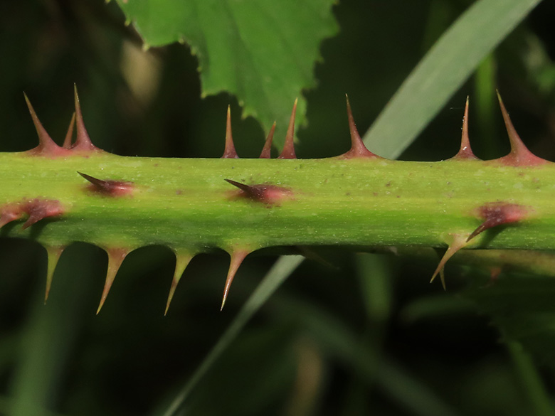 Rubus elegantispinosus