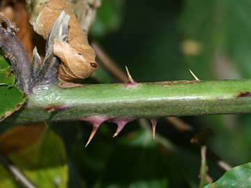 Rubus elegantispinosus