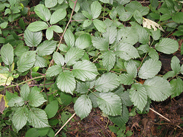 Rubus elegantispinosus