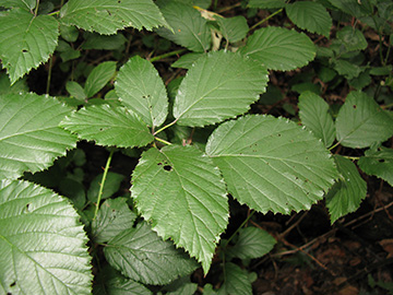 Rubus elegantispinosus