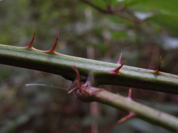 Rubus elegantispinosus