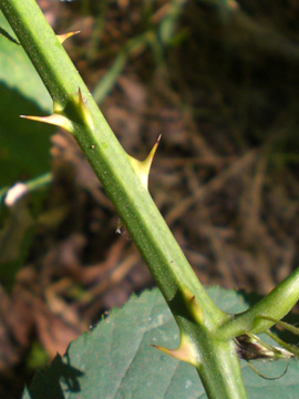 Rubus geniculatus