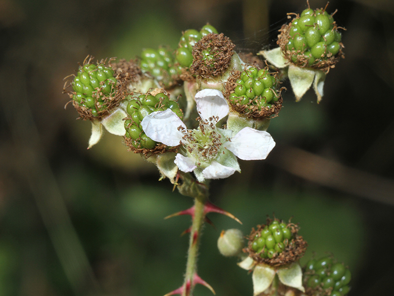 Rubus geniculatus