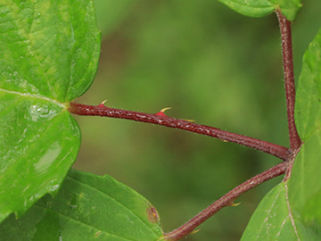 Rubus grabowski