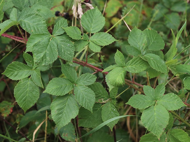 Rubus hadracanthos