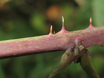 Rubus hadracanthos