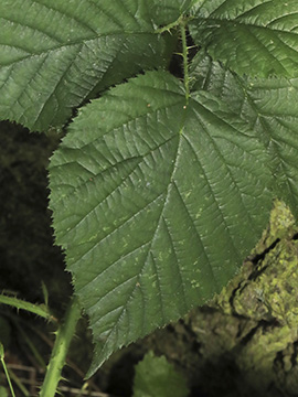 Rubus helgae