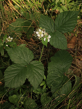 Rubus helgae