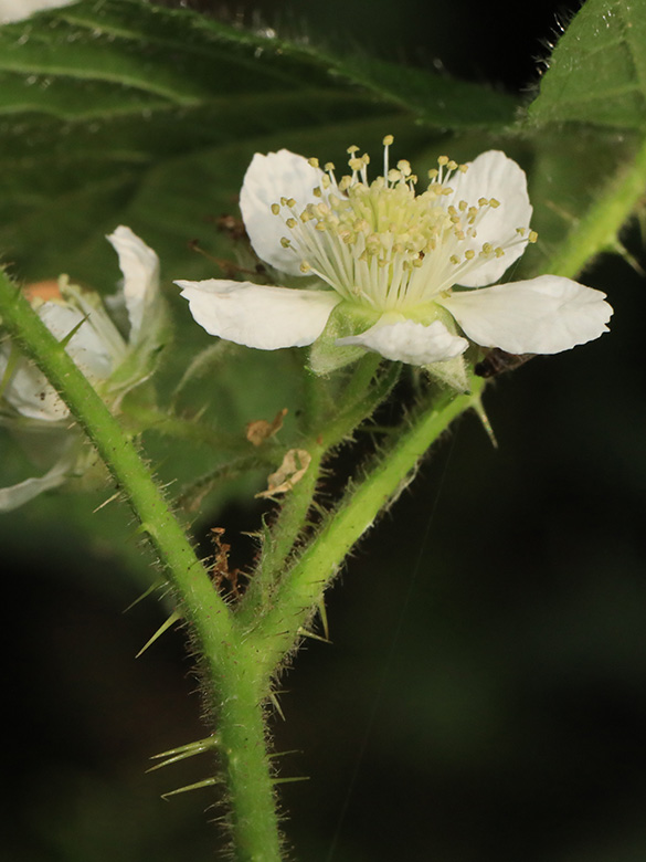 Rubus helgae