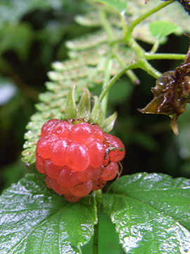 Rubus idaeus