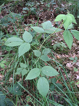 Rubus idaeus