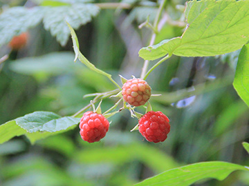 Rubus idaeus