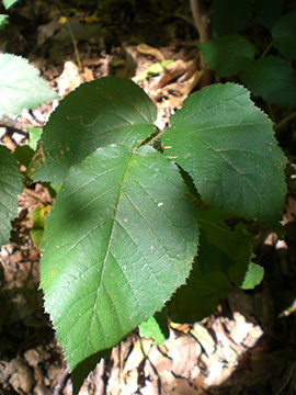 Rubus iuvenis