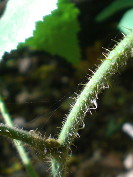 Rubus iuvenis