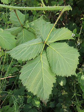 Rubus langankianus