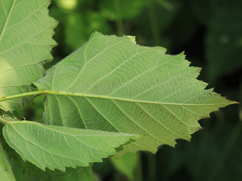 Rubus langankianus