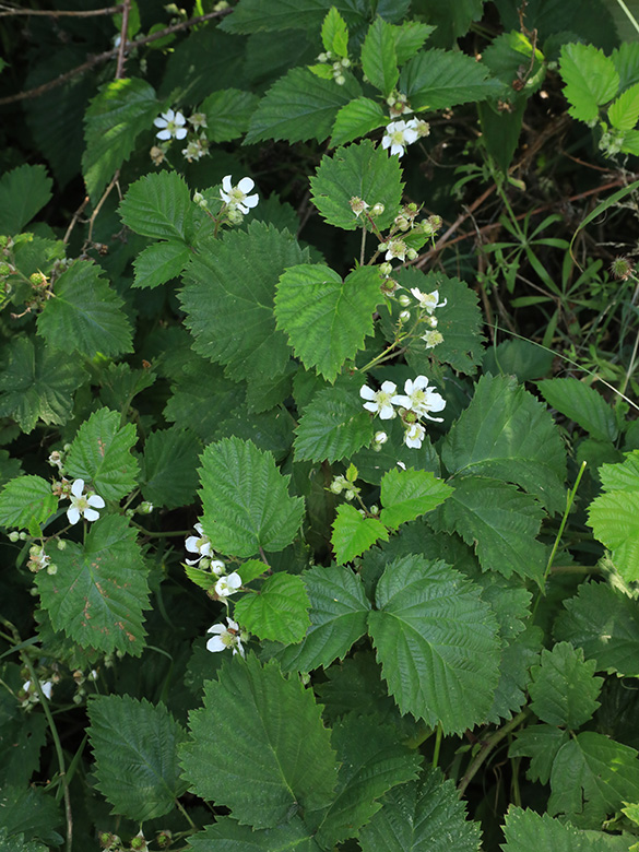 Rubus langankianus